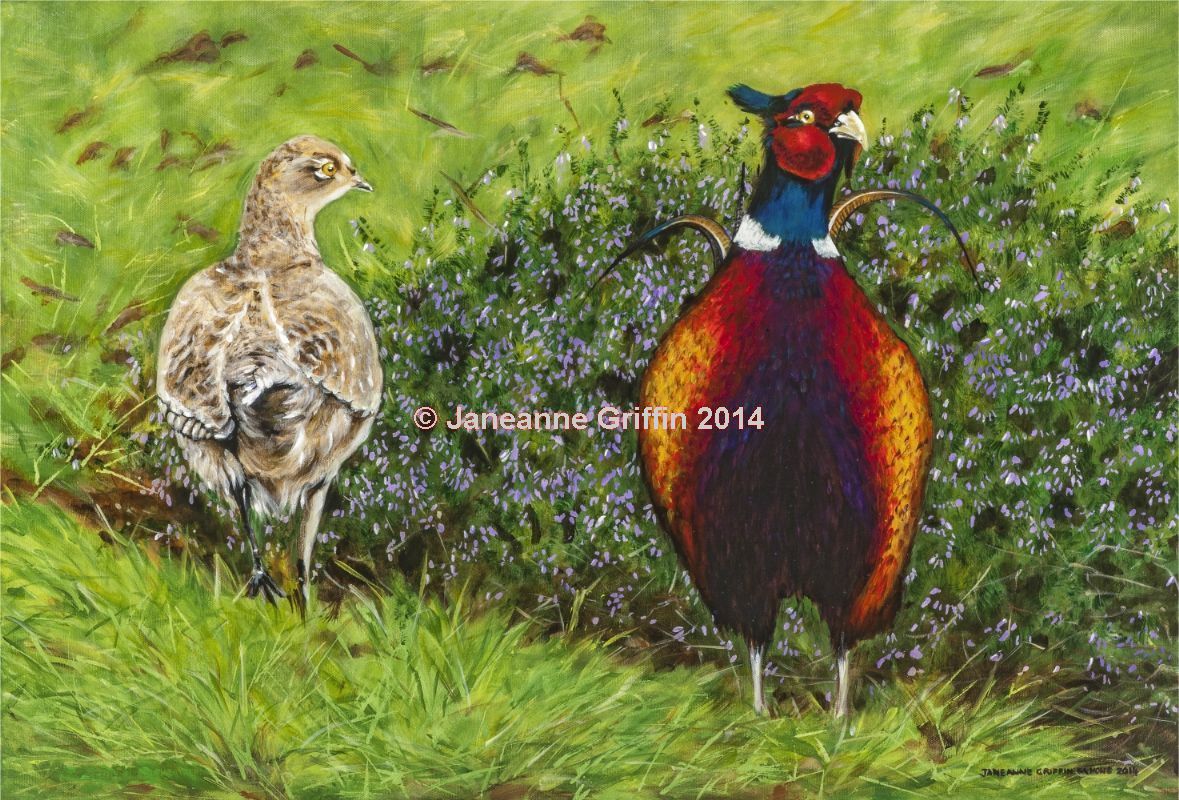 Pheasants in the Heather